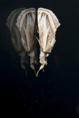 Alloasteropetes olivacea