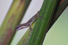 Anolis limifrons