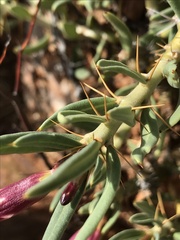 Pachypodium bispinosum