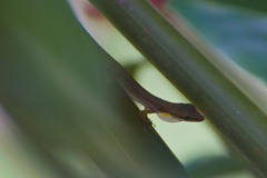 Anolis limifrons