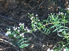 Boronia muelleri
