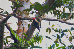 Melanerpes pucherani