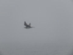 Stercorarius pomarinus