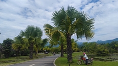 Corypha umbraculifera