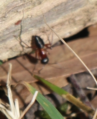Camponotus innexus