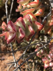 Crassula rupestris