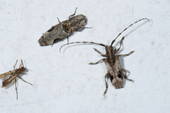 Blepephaeus succinctor