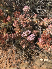 Crassula rupestris