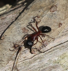 Camponotus innexus