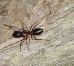 Camponotus innexus
