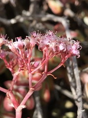 Crassula rupestris