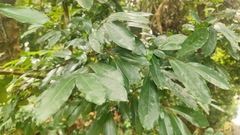 Polyalthia suberosa