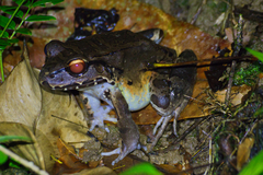 Leptodactylus savagei