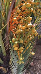 Phoenix dactylifera