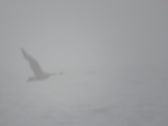 Stercorarius pomarinus