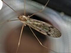 Limoniidae