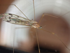 Limoniidae
