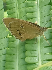 Aphantopus hyperantus