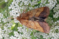 Pyrrhia umbra