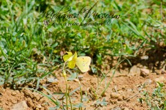 Colias croceus