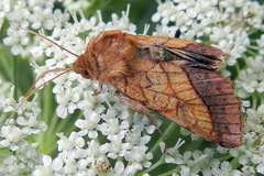 Pyrrhia umbra