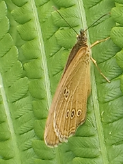 Aphantopus hyperantus
