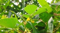 Rhynchosia volubilis