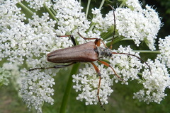 Stenocorus meridianus