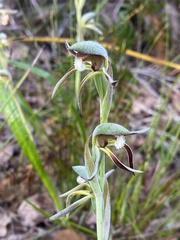 Lyperanthus serratus