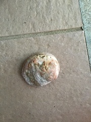 Nerita plicata