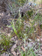 Lyperanthus serratus