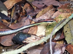 Dendrelaphis kopsteini