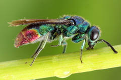 Chrysis fulgida