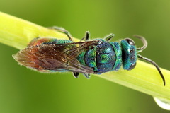 Chrysis fulgida