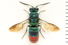 Chrysis fulgida