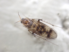Anomalomyia guttata