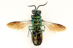 Chrysis fulgida