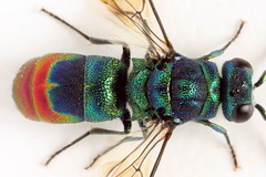 Chrysis fulgida