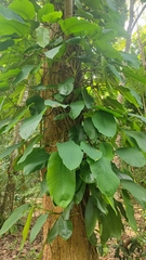 Rhaphidophora hookeri