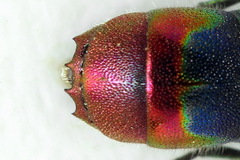 Chrysis fulgida