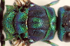 Chrysis fulgida