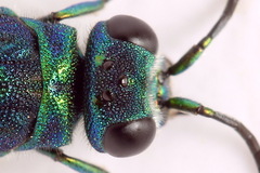 Chrysis fulgida