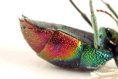 Chrysis fulgida