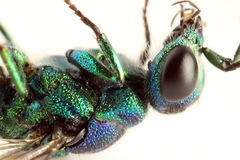 Chrysis fulgida
