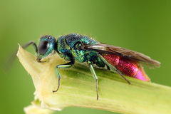 Chrysis angustula