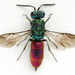 Chrysis ignita - Photo (c) Andrey Ponomarev, some rights reserved (CC BY-NC), uploaded by Andrey Ponomarev