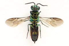 Chrysis angustula