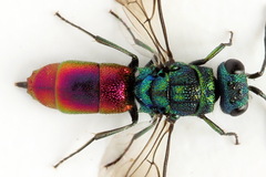 Chrysis angustula