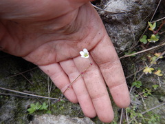 Saxifraga cernua