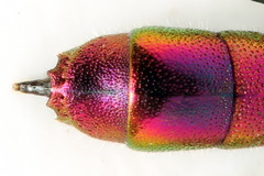 Chrysis angustula